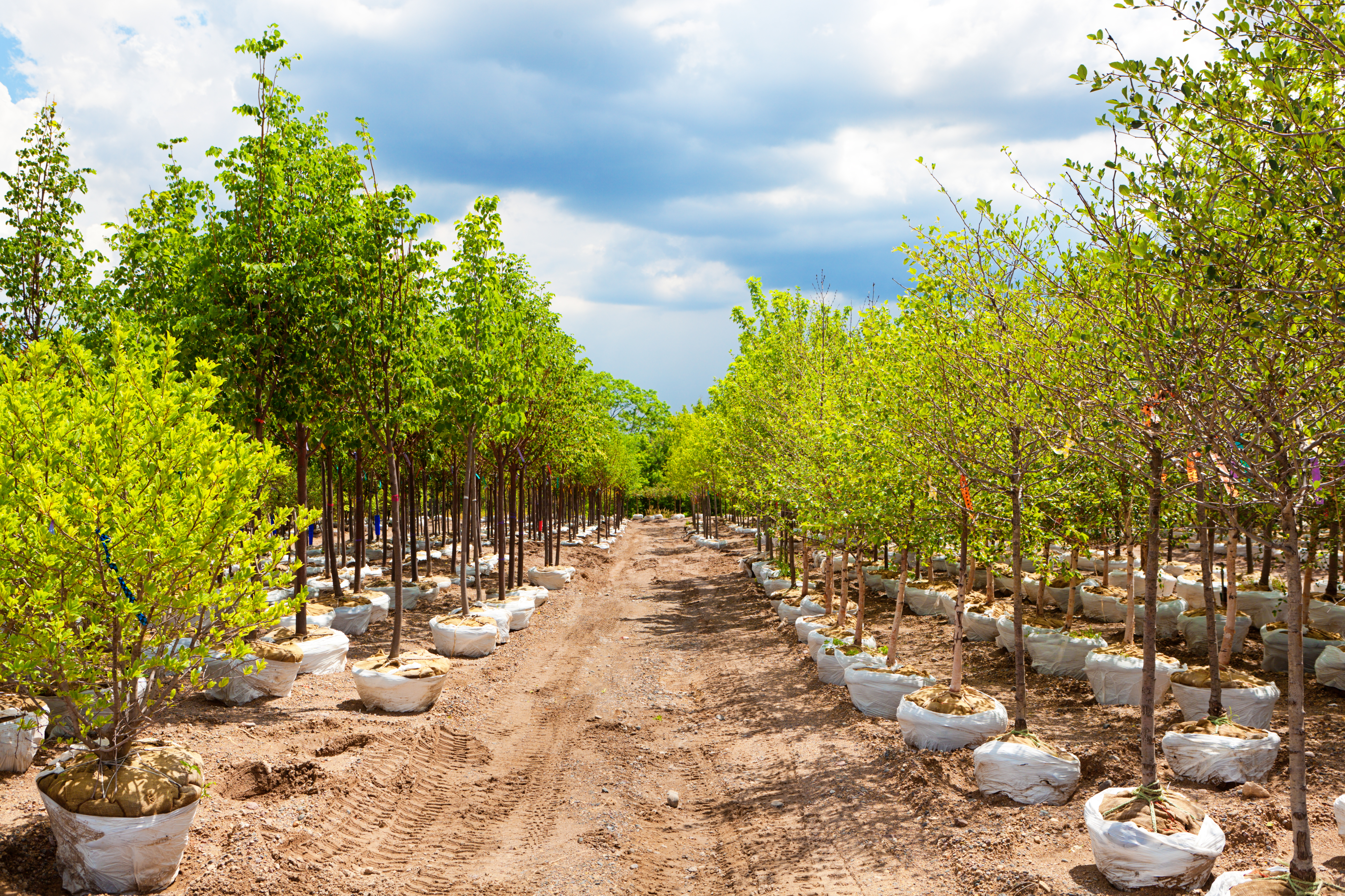 Capistrano Farms